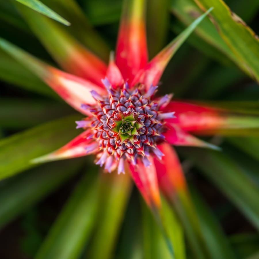 パインの花の俯瞰撮影